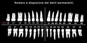 numerazione denti dentista delazzari sommacampagna verona